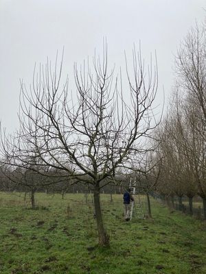 Apfelbaum mit Oeschberg-Krone