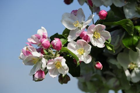 Obstblüten