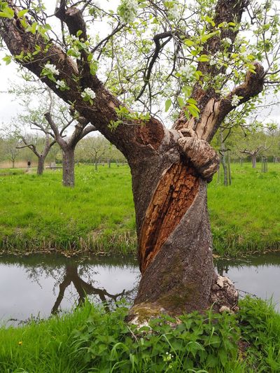 alter Obstbaum mit geöffnetem Stamm